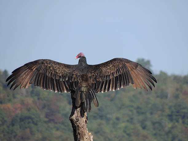 istock Turkey Vulture with it's wings spread to sunbathe 488767488