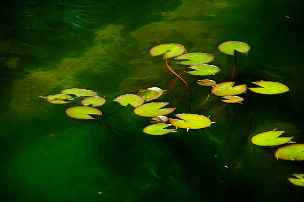 istock Digital art, paint effect, Lotus water lily garden pond 488767816