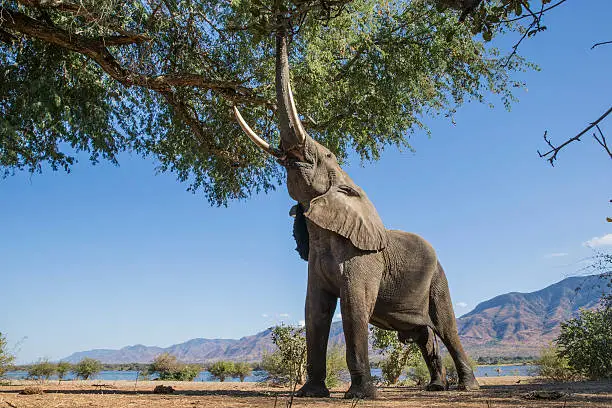 This African Elephant bull feeds on the branches and pods of an Ana Tree, the Zambezi river in the background.  This photo is taken in Mana Pools National Park in Zimbabwe.  