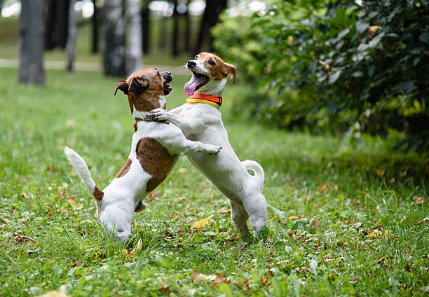 dos perros jugando y baile - jugar a luchar fotografías e imágenes de stock