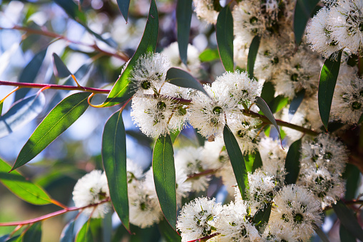 soap mallee  (Eucalyptus diversifolia) plant  in spring