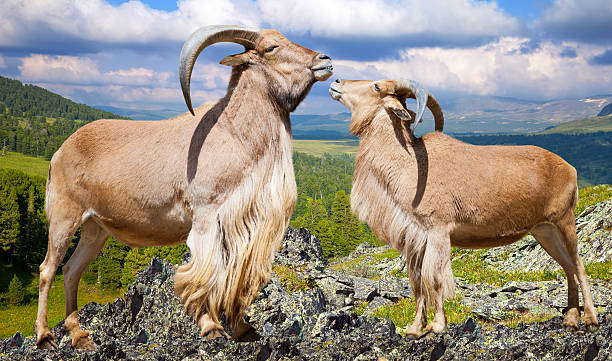 rocha de gibraltar sheeps em wildness - paridigitates imagens e fotografias de stock