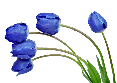 dewy blue tulips isolated on white background 