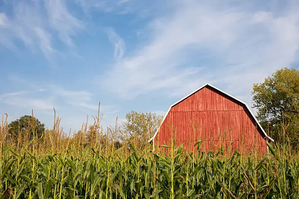 Photo of Red Barn Behind Tall Corn with Blue Sky