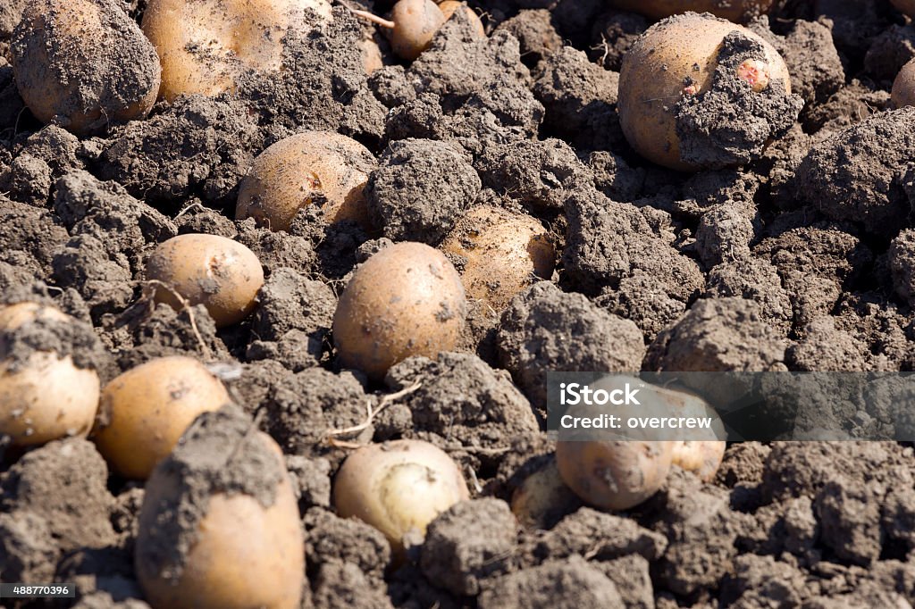 Batatas em boa solo - Foto de stock de 2015 royalty-free