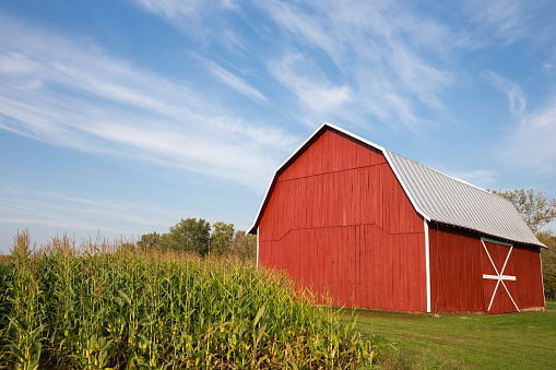 Red barn standing near late-summer corn with a dramatic blue sky in the upper frame.  White accents on barn.  Copy space in sky if needed.