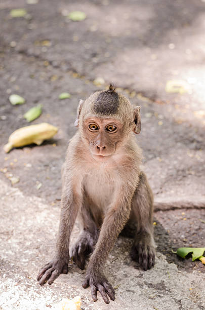 istock Baby monkeys are curious,Chonburi, Thailand. 488783897