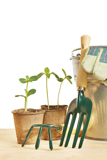 istock Gardening still life with young plants in pots 488783913