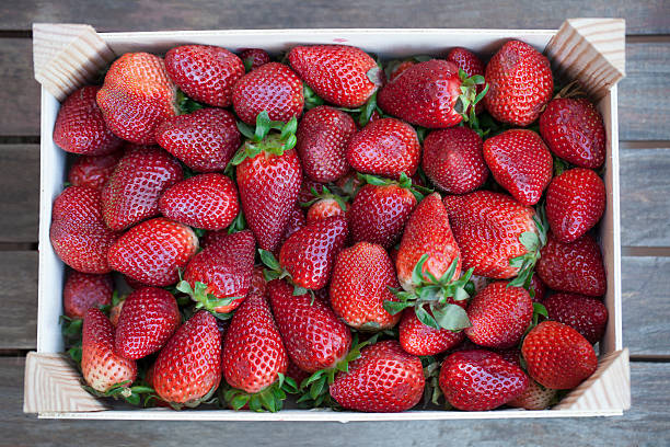 champ de fraises - food wood vibrant color close up photos et images de collection