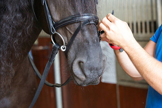 istock Horse owner fixing the reins and head gear before exercise 488784366