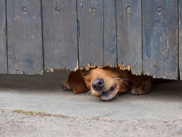 istock dog peeking through fence 488784495
