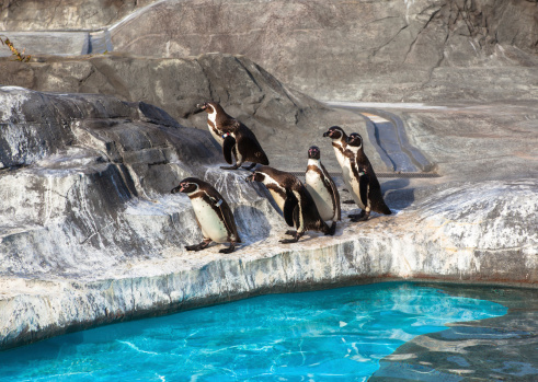 Penguins relaxing on and around rocks