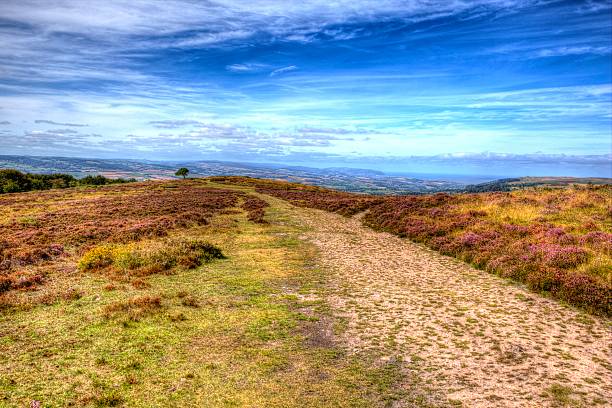 istock Top of Quantock Hills Somerset with purple heather in HDR 488784925