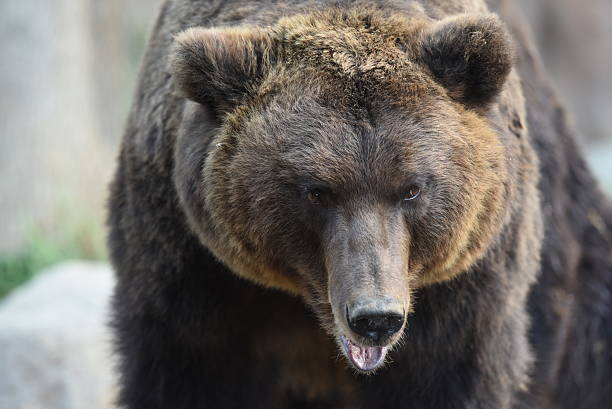 istock Kamchatka Brown Bear - Ursus arctos beringianus 488785330