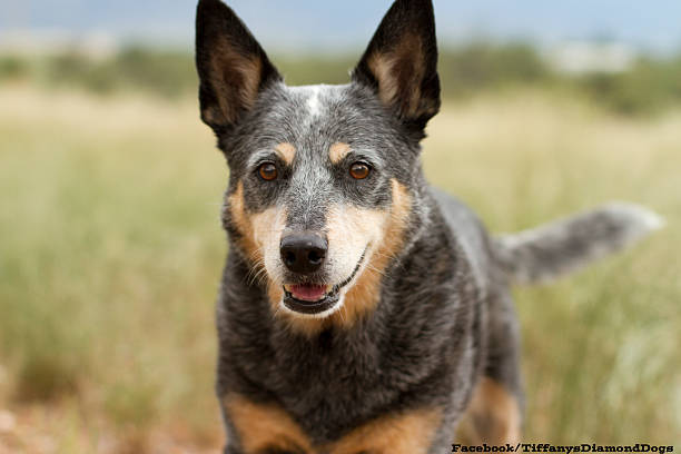 istock Blue Heeler with natural background 488785460