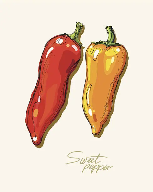 Vector illustration of Vector Hand drawing red and yellow sweet peppers