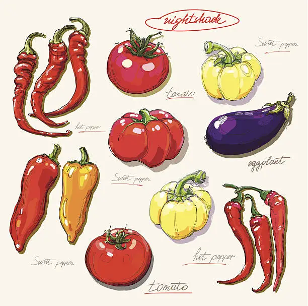 Vector illustration of vector hand drawing nightshade vegetables set