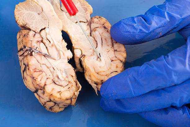 断面の牛の脳 - nerve cell healthcare and medicine research human hand ストックフォトと画像