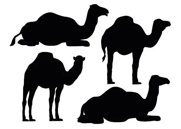 Vector illustration of Camel Behavior