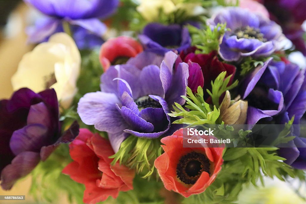 Anemonen - Lizenzfrei Blau Stock-Foto