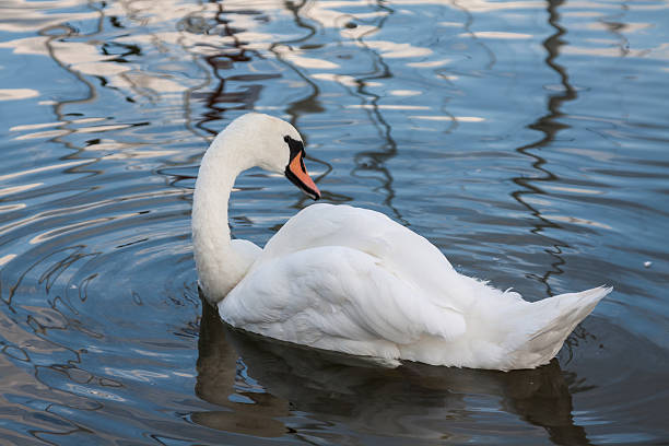 istock Beautiful young swans in lake 488786861
