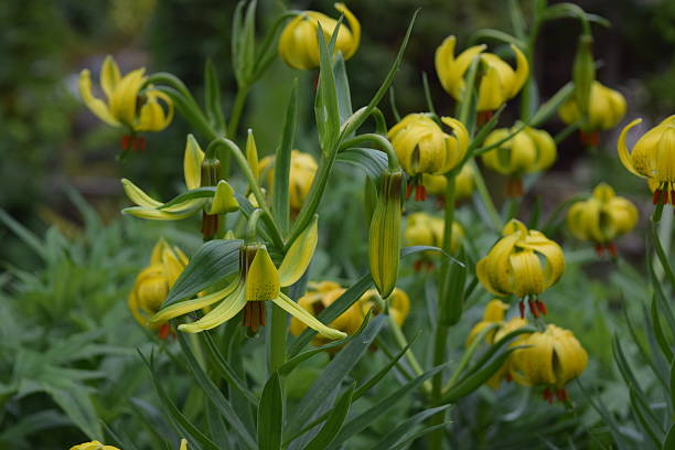 istock Lily, yellow, fully open, opening and buds 488787180