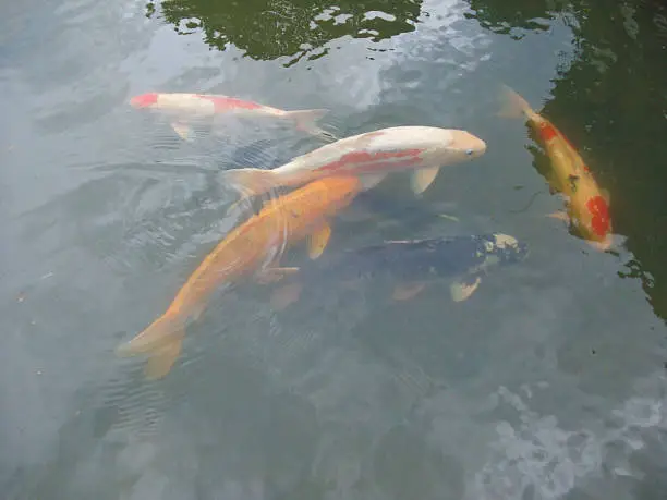 Koi nishikigoi fish ornamental variety of common carp kept for decorative purposes in outdoor ponds or water gardens