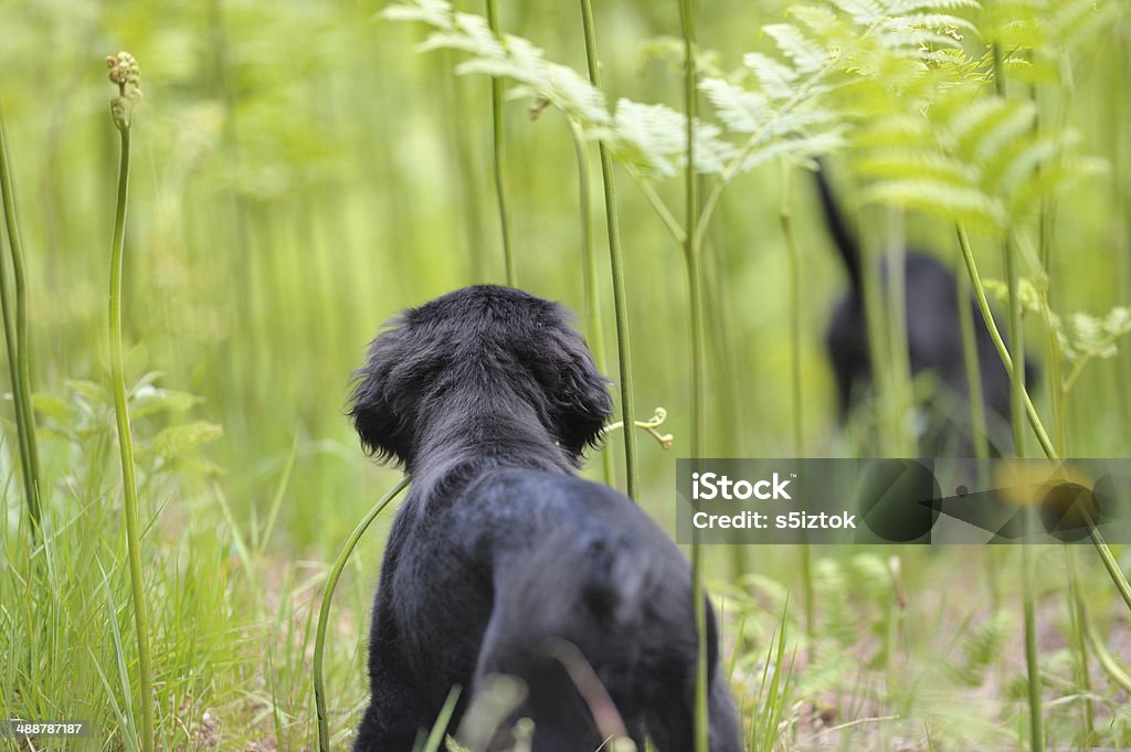 Retreiver puupy i suoi fratelli e sorelle attraverso alto felci - Foto stock royalty-free di Allegro