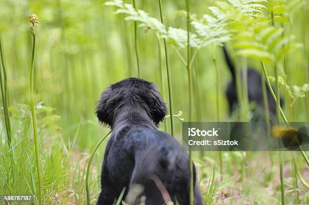 Retreiver Puupy 彼の兄弟姉妹背シダ - 2匹のストックフォトや画像を多数ご用意 - 2匹, イヌ科, カラー画像