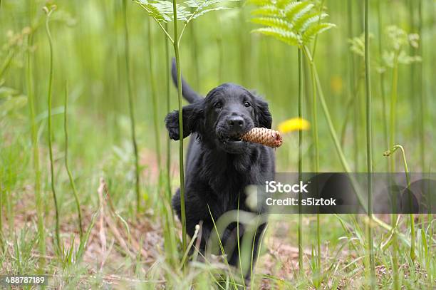 Foto de Retreiver Puupy Trazer Um Soldado e mais fotos de stock de Alegria - Alegria, Amizade, Animal