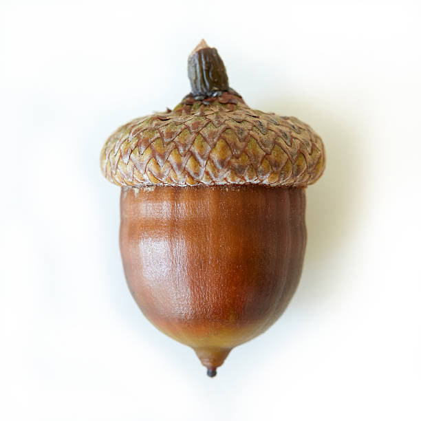 Acorn Acorn on white background acorn photos stock pictures, royalty-free photos & images