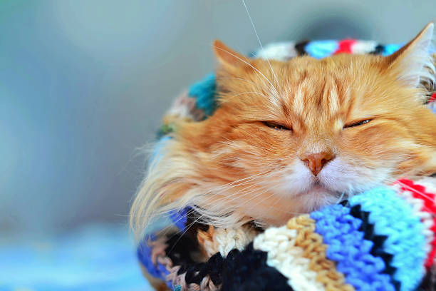 Funny red cat Funny red cat in cozy home atmosphere. cat with clothes stock pictures, royalty-free photos & images