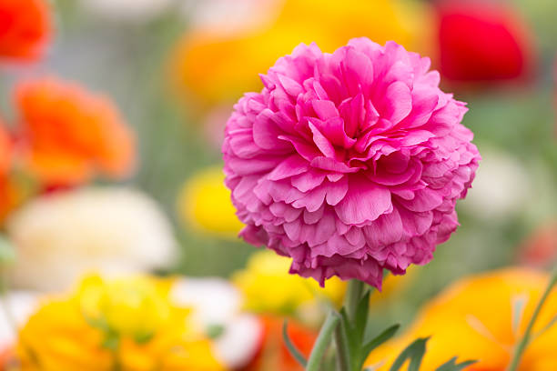 istock Purple ranonkel flower at a colorful background 488787799