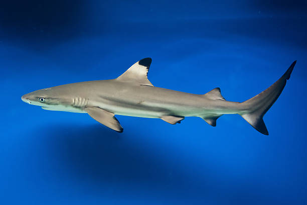 istock Carcharhinus melanopterus -  blacktip reef shark 488788020