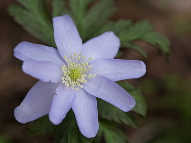 anemone selvaggia pseudoaltaica _specie in pericolo d'estinzione - specie in pericolo destinzione foto e immagini stock