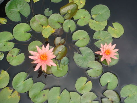 Water Lilies.