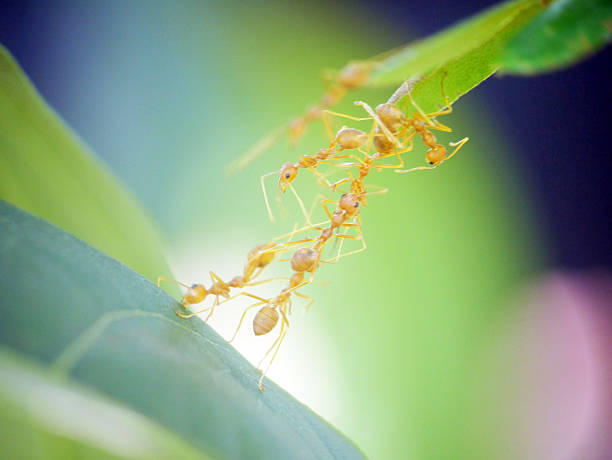 istock red ant teamwork in green nature 488788327