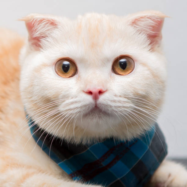 istock Portrait of Scottish cat isolate on white background 488788797