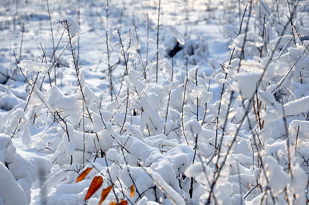 Frozen snow in winter stock photo