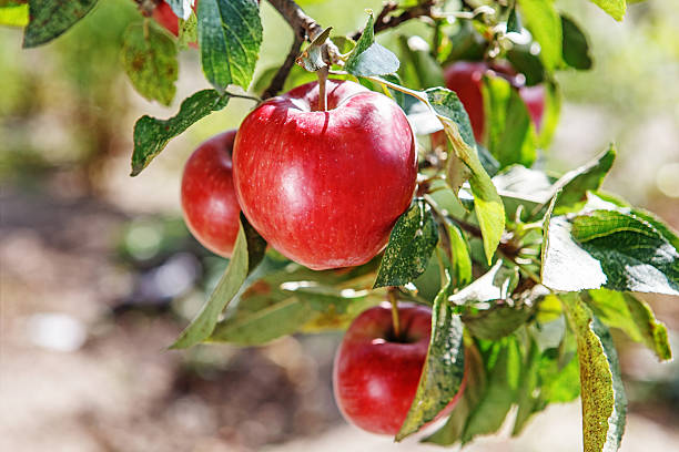 frutti maturi dolci mela crescita su un ramo di melo - jonathan apple foto e immagini stock