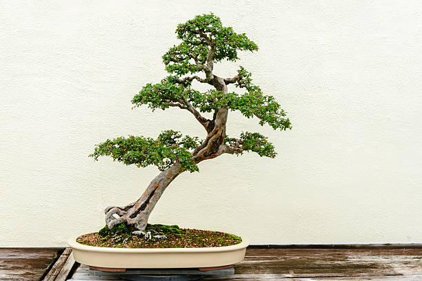 bonsai -xxxl - xxxl size stock-fotos und bilder