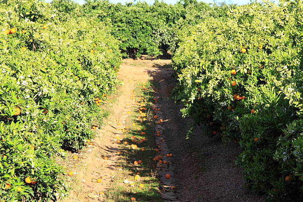 istock Orange Tree in Portugal garden 488789677