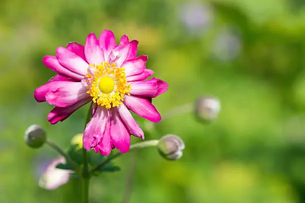 Macro of Anemone Hupehensis var. japonica 'Prince Henry' with green bokeh