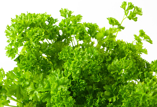 Clumps of fresh parsley on white background
