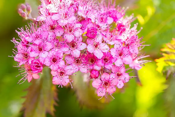 Bright pink Spirea flowers in spring and summer