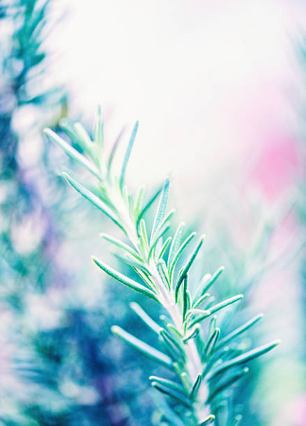 istock Fresh organic homegrown rosemary plant 488791474