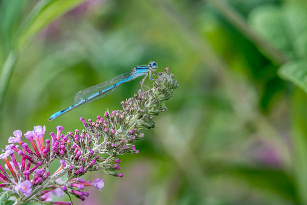 istock schnura heterosticta, common bluetail 488791554