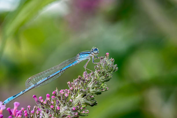 istock schnura heterosticta, common bluetail 488791580