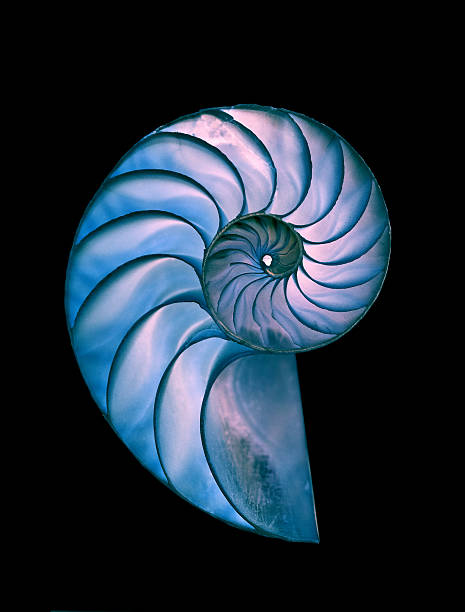 Nautilus shell - great detailed shot Amazing spiral fossilized Nautilus shell on black magic backround nautilus stock pictures, royalty-free photos & images