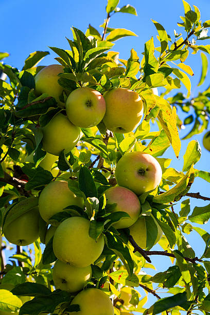 istock Golden Delicious apples on apple tree in orchar 488793894